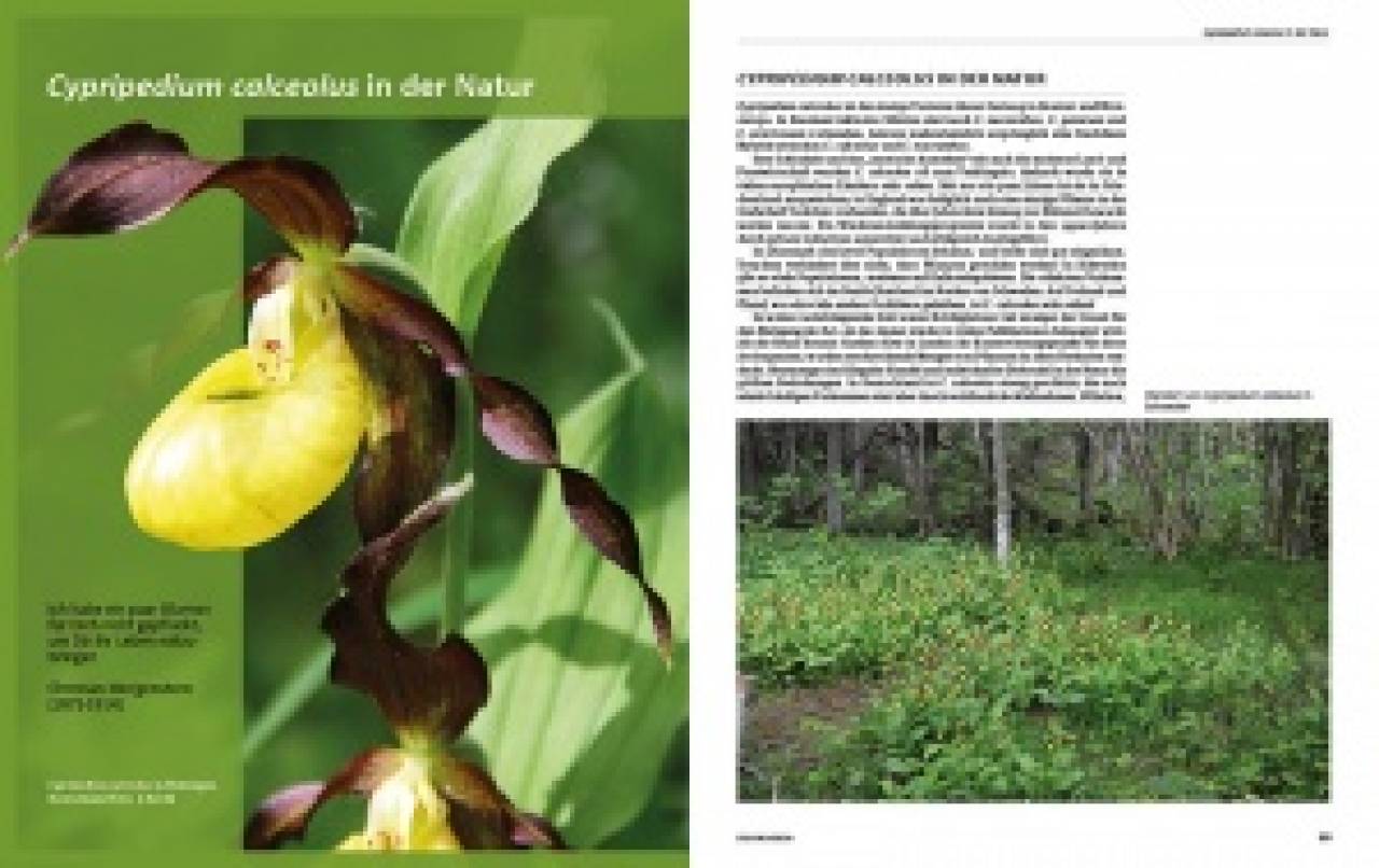 Erdorchideen – Naturschutz und Kultur im Garten